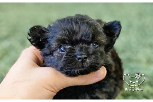 成約済の愛知県のチワプー:チワワ×トイプードル-122887の5枚目