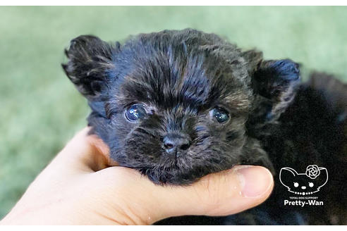 成約済の愛知県のチワプー:チワワ×トイプードル-122887の6枚目