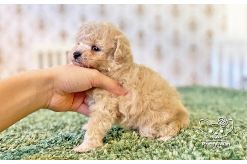 成約済の愛知県のタイニープードル-123719の6枚目