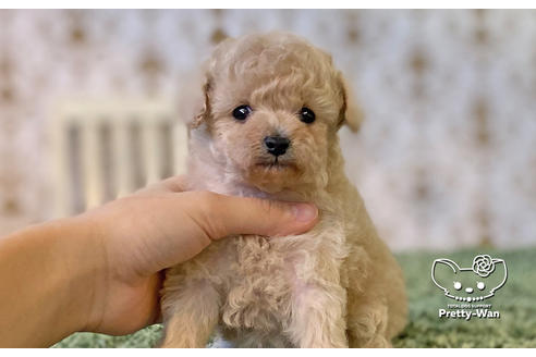 成約済の愛知県のタイニープードル-123719の7枚目