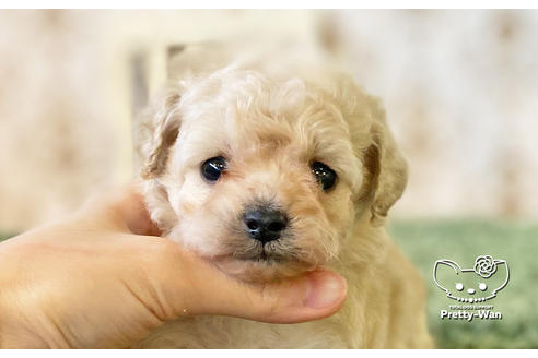 成約済の愛知県のタイニープードル-123720の5枚目