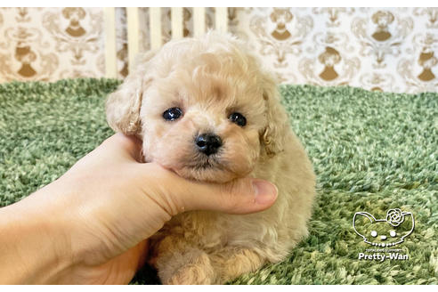 成約済の愛知県のタイニープードル-123721の9枚目