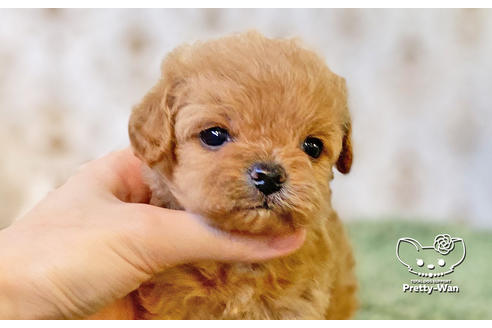 成約済の愛知県のチワプー:チワワ×トイプードル-123516