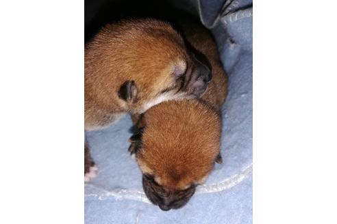 成約済の千葉県の柴犬-123726の12枚目