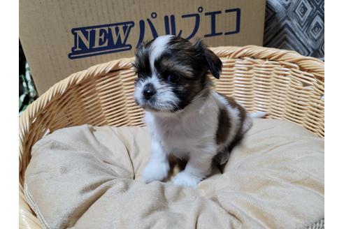 成約済の千葉県のミックス犬-120697の1枚目