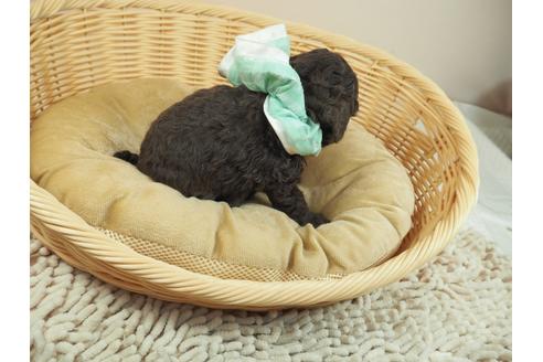 成約済の埼玉県のタイニープードル-123765の5枚目