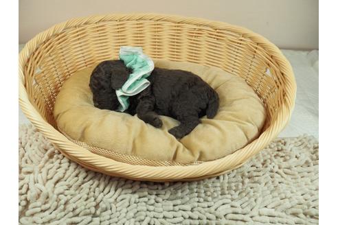 成約済の埼玉県のタイニープードル-123765の4枚目