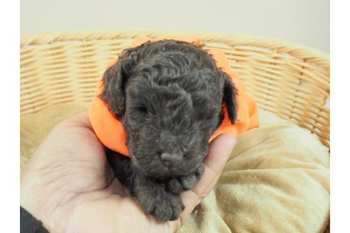 成約済の埼玉県のタイニープードル-123771の1枚目