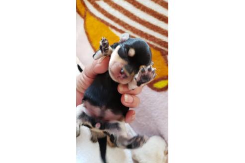 子犬