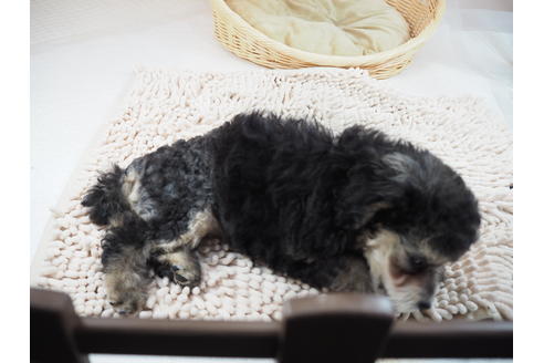 成約済の埼玉県のトイプードル-122220の5枚目