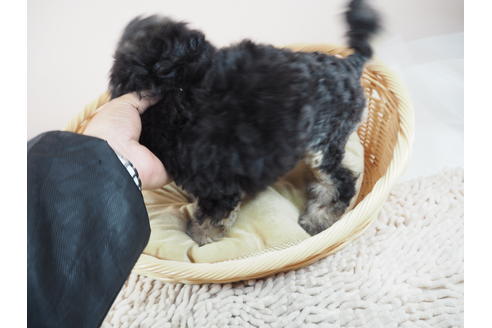 成約済の埼玉県のトイプードル-122220の4枚目
