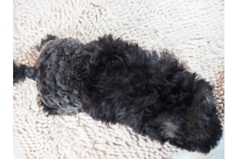 成約済の埼玉県のトイプードル-122220の3枚目