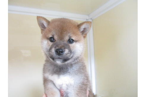 成約済の岡山県の柴犬-123793の1枚目