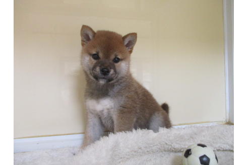 成約済の岡山県の柴犬-123793の4枚目