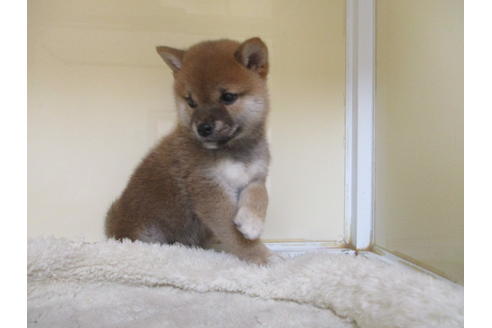 成約済の岡山県の柴犬-123793の3枚目