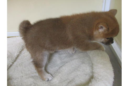 成約済の岡山県の柴犬-123793の2枚目