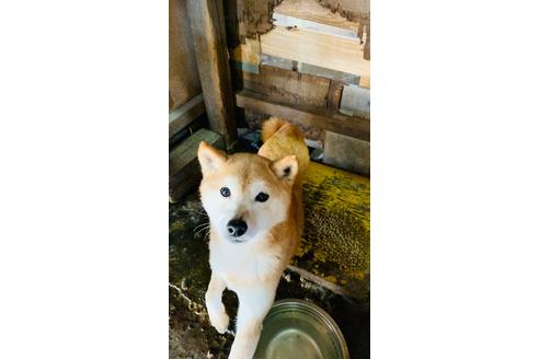 成約済の茨城県の柴犬-123806の1枚目