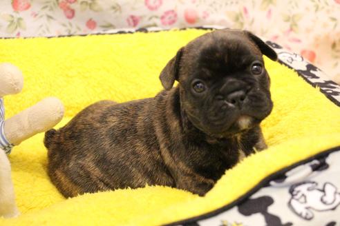 成約済の愛知県のフレンチブルドッグ-121969の11枚目