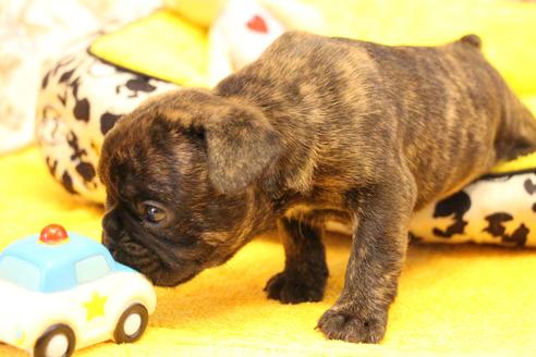 成約済の愛知県のフレンチブルドッグ-121969の10枚目