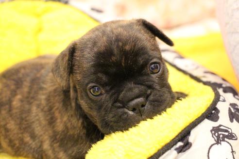 成約済の愛知県のフレンチブルドッグ-121969の9枚目