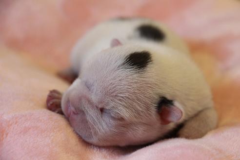 成約済の愛知県のフレンチブルドッグ-123220の22枚目