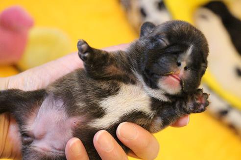 成約済の愛知県のフレンチブルドッグ-123219の37枚目