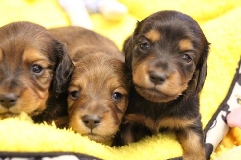 成約済の愛知県のカニンヘンダックスフンド(ロングヘアード)-122234の14枚目