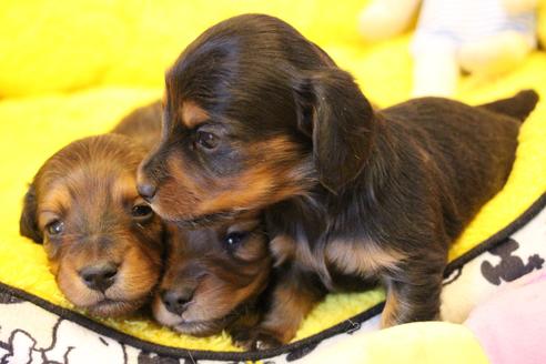 成約済の愛知県のカニンヘンダックスフンド(ロングヘアード)-122234の13枚目