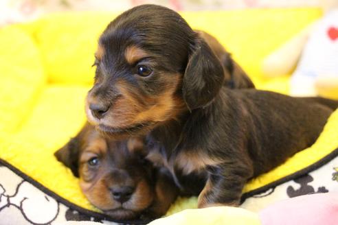 成約済の愛知県のカニンヘンダックスフンド(ロングヘアード)-122234の12枚目