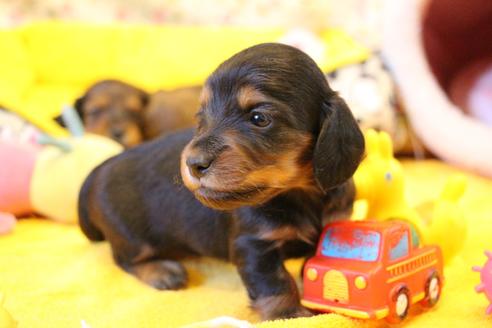 成約済の愛知県のカニンヘンダックスフンド(ロングヘアード)-122234の11枚目