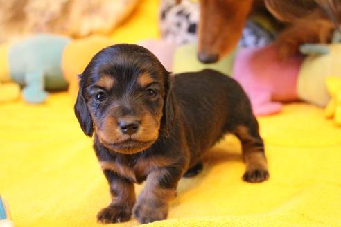 成約済の愛知県のカニンヘンダックスフンド(ロングヘアード)-122234の10枚目