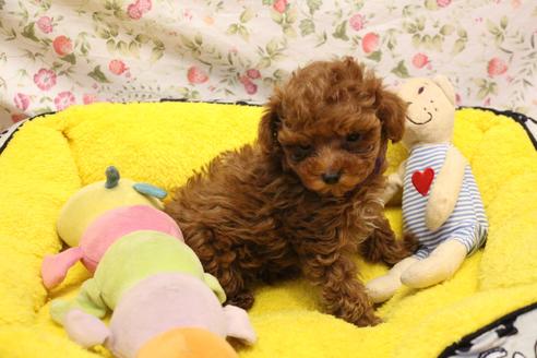 成約済の愛知県のトイプードル-117814の2枚目