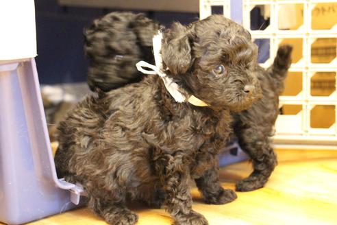 成約済の愛知県のトイプードル-120276の15枚目