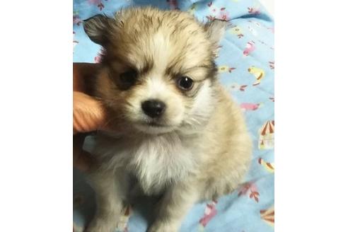 成約済の岐阜県のポメチワ:ポメラニアン×チワワ-123857の1枚目