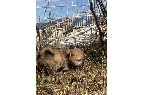 成約済の大阪府のノーリッチテリア-123860の4枚目