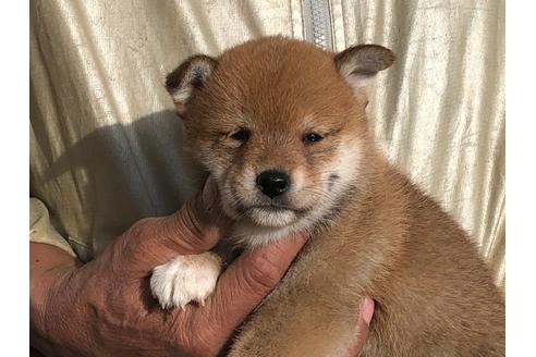 成約済の愛知県の柴犬-123109の1枚目