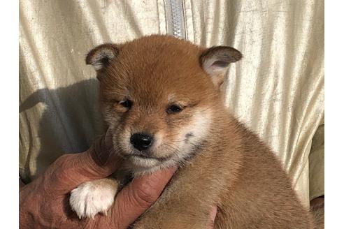 成約済の愛知県の柴犬-123109の9枚目