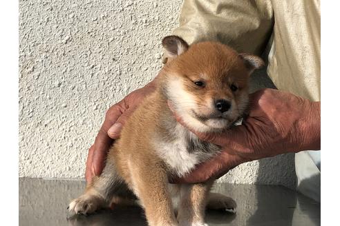 成約済の愛知県の柴犬-123109の8枚目