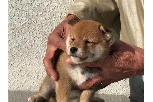 成約済の愛知県の柴犬-123109の7枚目