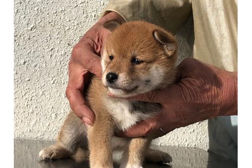 成約済の愛知県の柴犬-123109の6枚目