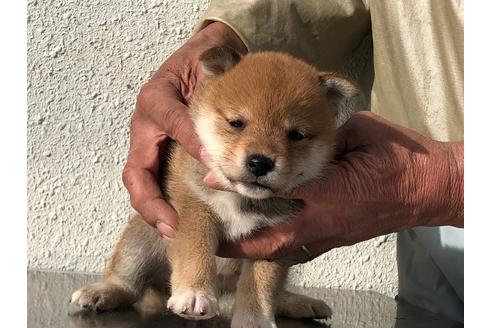 成約済の愛知県の柴犬-123109の5枚目