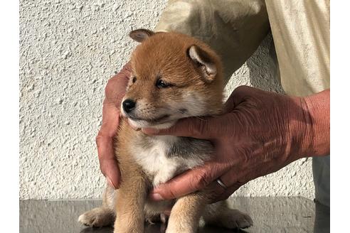 成約済の愛知県の柴犬-123109の4枚目