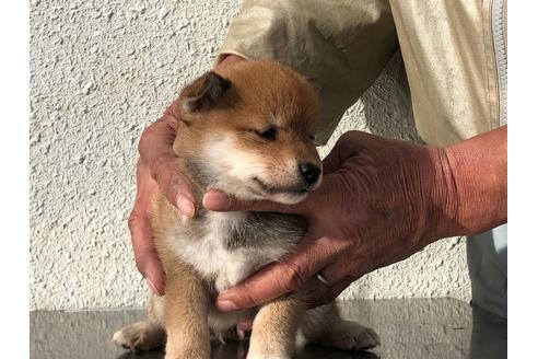 成約済の愛知県の柴犬-123109の3枚目