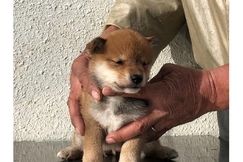 成約済の愛知県の柴犬-123109の2枚目