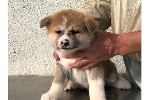 成約済の愛知県の秋田犬-123102の5枚目