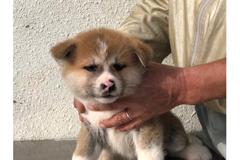 成約済の愛知県の秋田犬-123102の4枚目