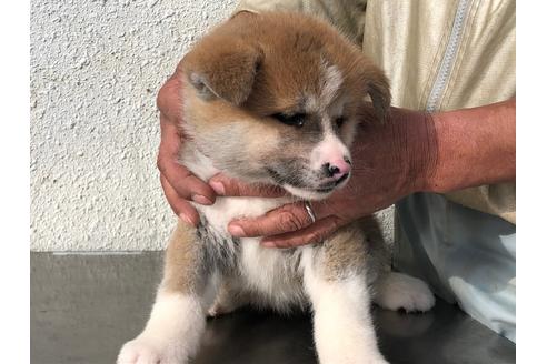 成約済の愛知県の秋田犬-123102の3枚目