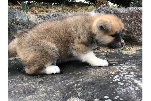 成約済の愛知県の秋田犬-123105の5枚目