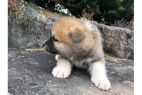 成約済の愛知県の秋田犬-123105の4枚目