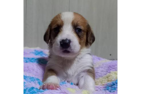 成約済の神奈川県のミックス犬-123146の1枚目